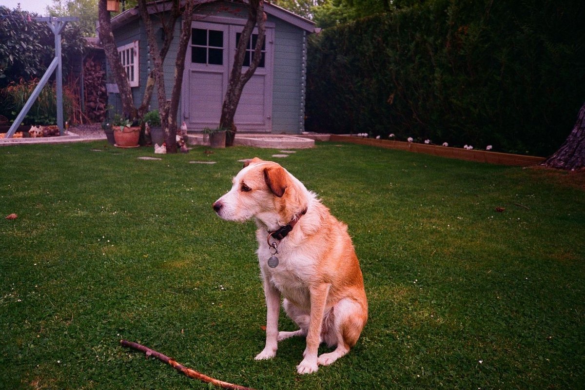 A dog sitting in profile on a lawn in flat midday light