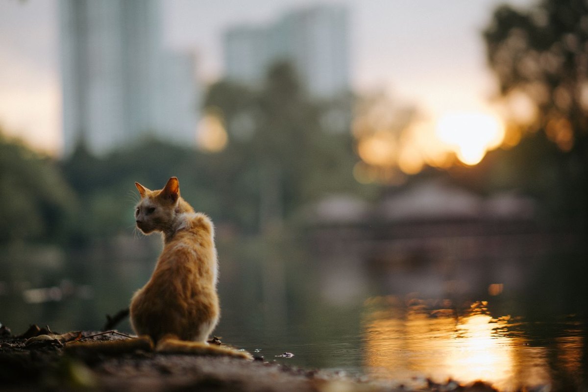 A cat sitting on a riverbank at sunset, city towers blurred behind the water