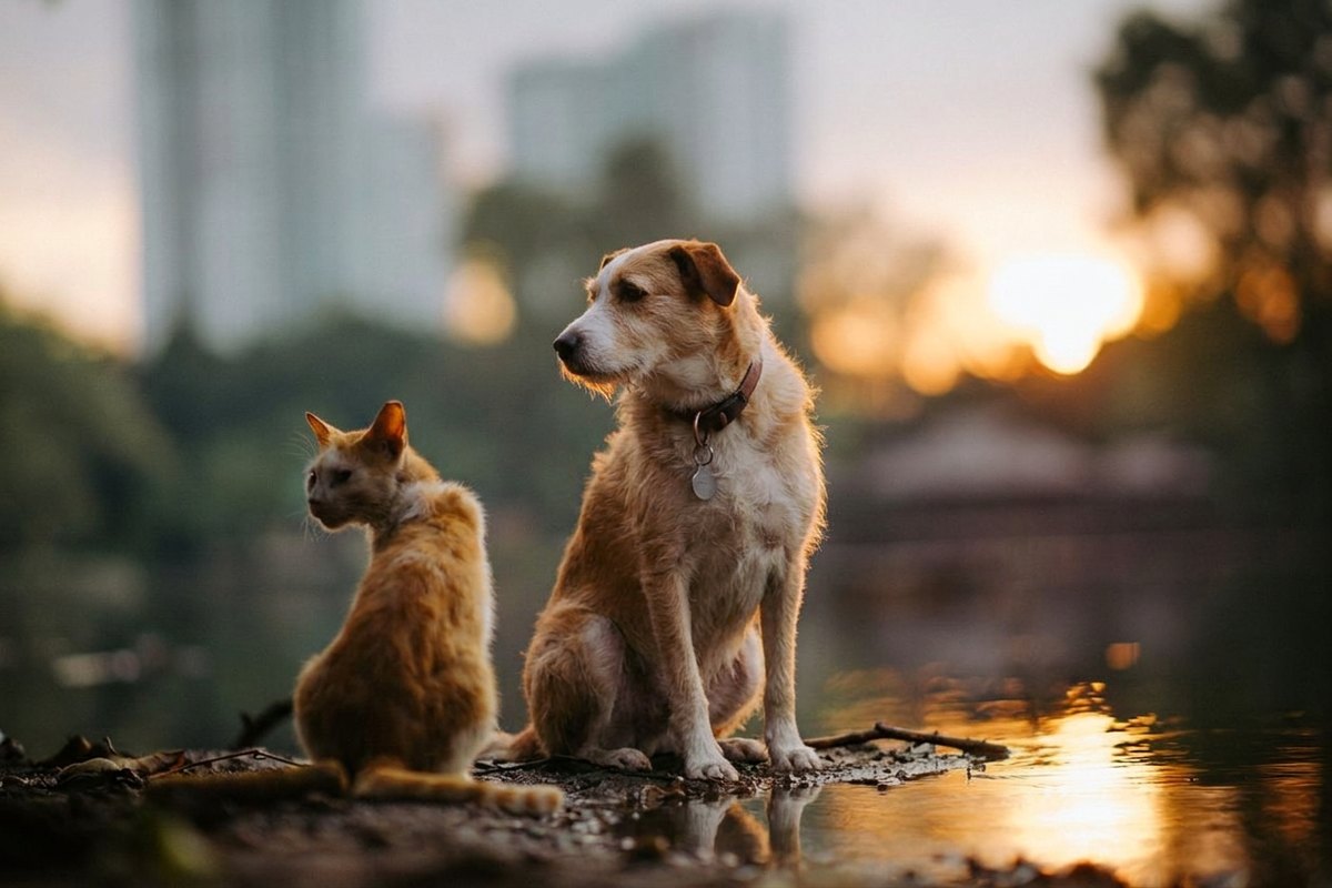 The same riverbank at sunset with the dog now sitting beside the cat, both rimmed by the low sun