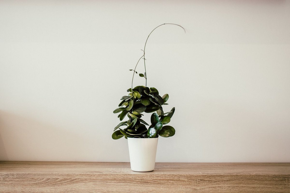 A trailing green houseplant in a white ribbed pot against a plain wall