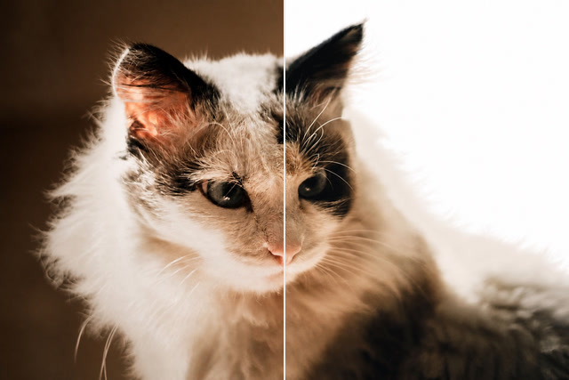 A card split down the middle: a long-haired cat backlit against a dark room on the left, the same cat on plain white on the right